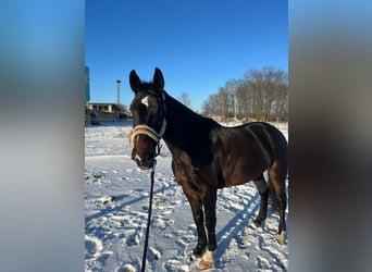Polish Halfbred, Mare, 7 years, 16 hh, Brown