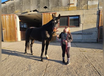 Polish Halfbred, Mare, 7 years, 16 hh, Brown