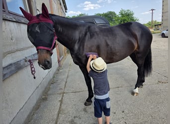 Polish Halfbred, Mare, 7 years, 16 hh, Brown