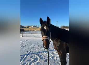 Polish Halfbred, Mare, 7 years, 16 hh, Brown
