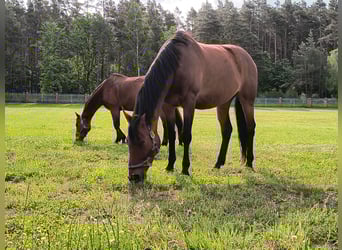 Polish Halfbred, Mare, 7 years, 16 hh, Brown