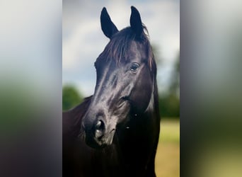 Polish Halfbred, Mare, 7 years, 16,2 hh, Black