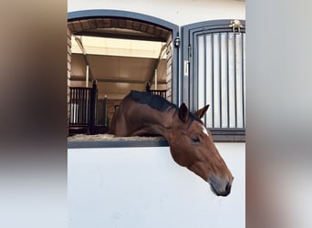 Polish Halfbred, Mare, 7 years, 17 hh, Brown