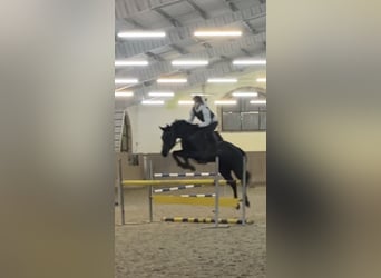 Polish Halfbred, Mare, 8 years, 15,2 hh, Black