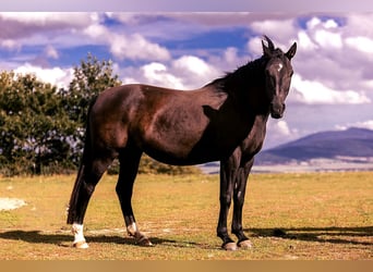 Polish Halfbred, Mare, 8 years, 15,2 hh, Black