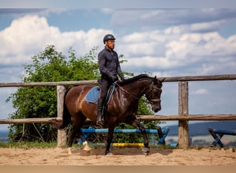 Polish Halfbred, Mare, 8 years, 15,2 hh, Black
