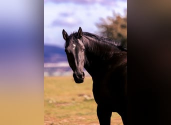 Polish Halfbred, Mare, 8 years, 15,2 hh, Black
