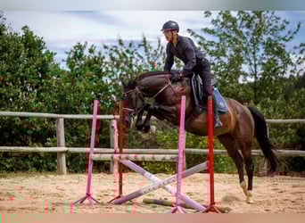 Polish Halfbred, Mare, 8 years, 15,3 hh, Black