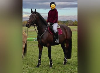 Polish Halfbred, Mare, 8 years, 16.1 hh, Bay-Dark