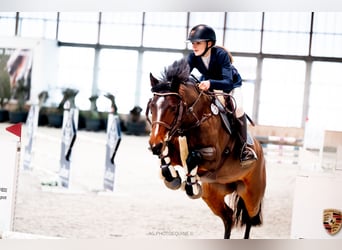 Polish Halfbred, Mare, 8 years, 16,1 hh, Brown