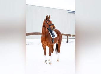 Polish Halfbred, Mare, 8 years, 16.1 hh, Chestnut-Red