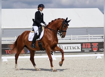 Polish Halfbred, Mare, 8 years, 16,1 hh, Chestnut-Red