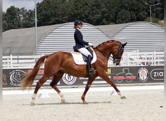 Polish Halfbred, Mare, 8 years, 16,1 hh, Chestnut-Red