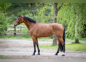 Polish Halfbred, Mare, 8 years, 16,2 hh, Brown