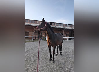 Polish Halfbred, Mare, 8 years, 16,1 hh, Bay-Dark
