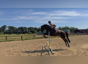 Polish Halfbred, Mare, 8 years, 16,1 hh, Bay-Dark