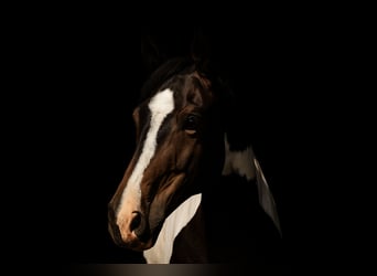 Polish Halfbred, Mare, 8 years, 16,1 hh, Pinto