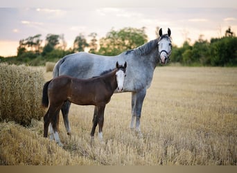 Polish Halfbred, Mare, 8 years, 16,2 hh, Gray-Dapple