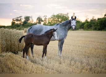 Polish Halfbred, Mare, 8 years, 16,2 hh, Gray