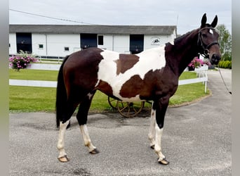 Polish Halfbred, Mare, 8 years, 16,2 hh, Pinto