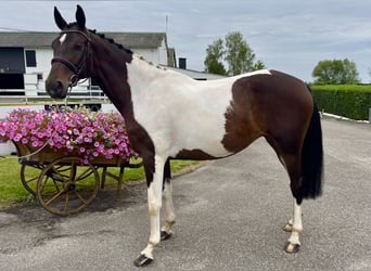 Polish Halfbred, Mare, 8 years, 16,2 hh, Pinto
