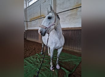 Polish Halfbred, Mare, 9 years, 15.2 hh