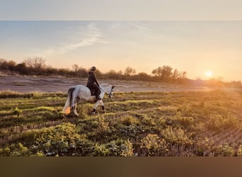 Polish Halfbred, Mare, 9 years, 15.2 hh