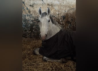 Polish Halfbred, Mare, 9 years, 15.2 hh