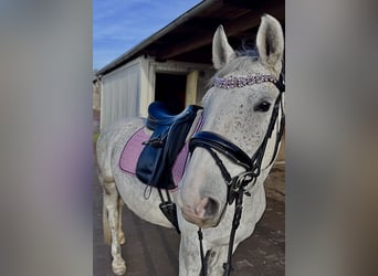Polish Halfbred, Mare, 9 years, 15,2 hh
