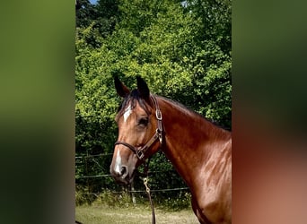 Polish Halfbred, Mare, 9 years, 16.1 hh, Brown