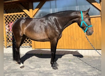 Polish Halfbred, Mare, 9 years, 16.2 hh, Bay-Dark