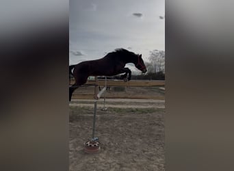 Polish Halfbred, Mare, 9 years, 16.3 hh, Bay