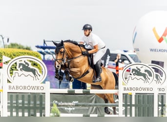 Polish Halfbred, Mare, 9 years, 16.3 hh