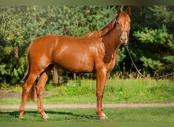 Polish Halfbred, Mare, 9 years, 16 hh, Chestnut-Red