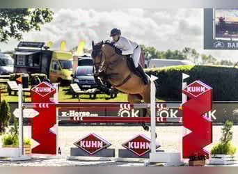 Polish Halfbred, Mare, 9 years, 16,3 hh