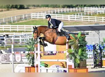 Polish Halfbred, Mare, 9 years, 16,3 hh