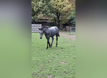 Polish Halfbred, Mare, Foal (03/2026), 15.2 hh, Can be white