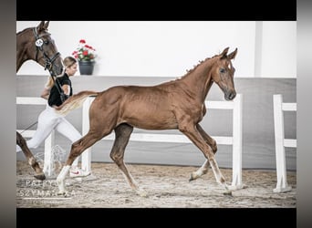 Polish Halfbred, Mare, Foal (05/2024), 16,2 hh, Chestnut-Red