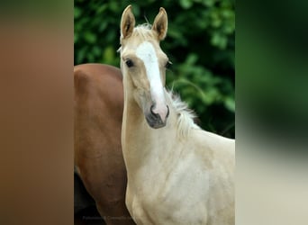 Polnisches Halbblut, Stute, Fohlen (03/2024), 16,2 hh, Palomino