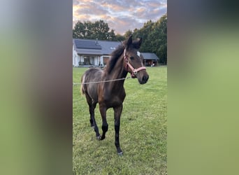 Polish Halfbred, Mare, Foal (03/2025), 16 hh, Bay-Dark Polish Halfbred, Mare, Foal (03/2025), 16 hh, Bay-Dark