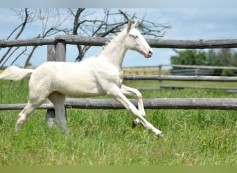 Polish Halfbred, Mare, , 16 hh, Cremello