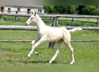 Polish Halfbred, Mare, , 16 hh, Cremello