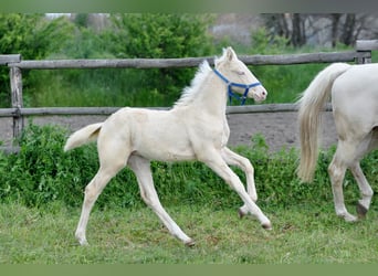 Polish Halfbred, Mare, , 16 hh, Cremello