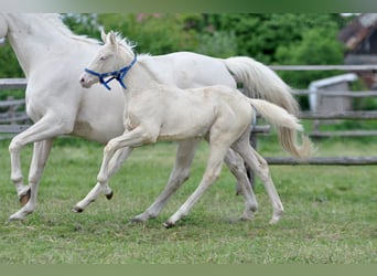 Polish Halfbred, Mare, , 16 hh, Cremello