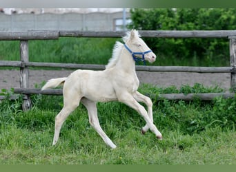 Polish Halfbred, Mare, , 16 hh, Cremello
