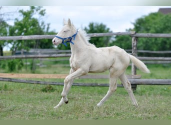 Polish Halfbred, Mare, , 16 hh, Cremello