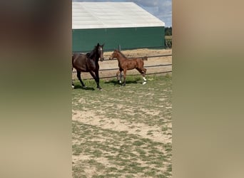 Polish Halfbred, Mare, Foal (05/2025), 16,1 hh, Brown