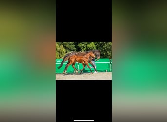 Polish Halfbred, Mare, Foal (05/2025), 16,1 hh, Brown
