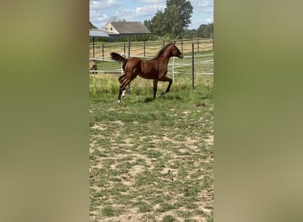 Polish Halfbred, Mare, Foal (05/2025), 16,1 hh, Brown