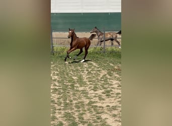 Polish Halfbred, Mare, Foal (05/2025), 16,1 hh, Brown